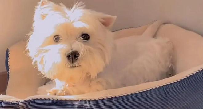 毒致9条犬只死亡获刑4年；当事人：对我而言都是输狗狗再也回不来了冰球突破平台宠物狗被毒死女子辞职追凶3年案件宣判：65岁被告投(图1)