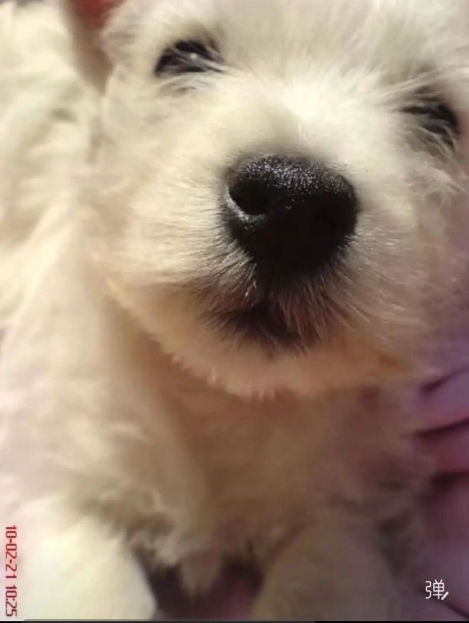 毒致9条犬只死亡获刑4年；当事人：对我而言都是输狗狗再也回不来了冰球突破平台宠物狗被毒死女子辞职追凶3年案件宣判：65岁被告投(图2)